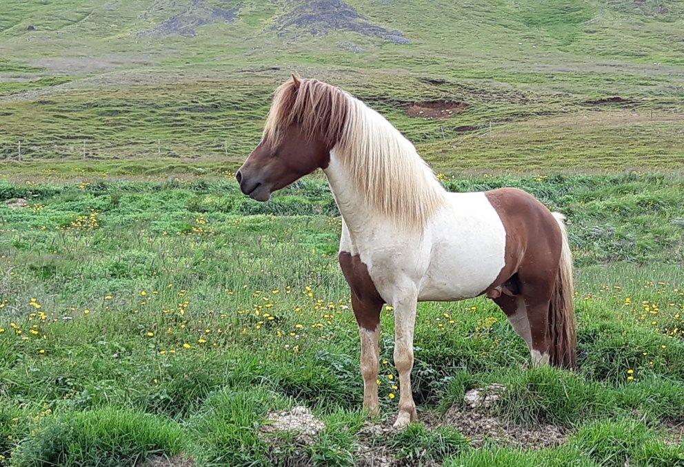 Holaröð yfirlit á Sörlastöðum 17.08.