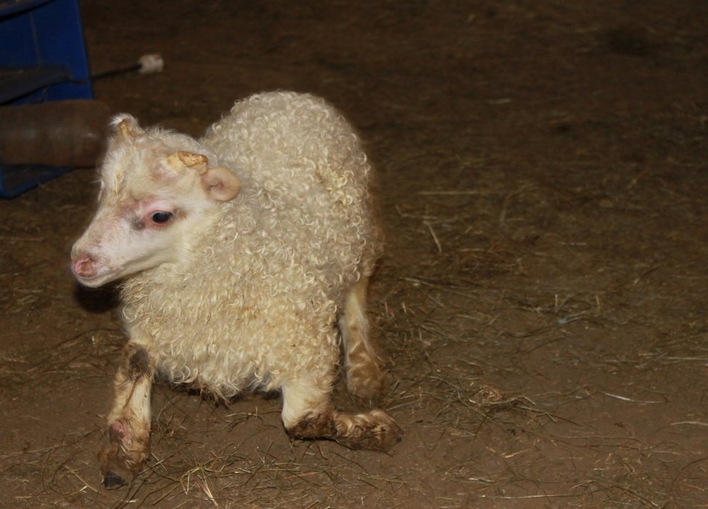 Bógkreppa – sýnataka