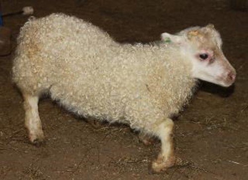 Mikilvægt að tilkynna bógkreppu eða aðra hugsanlega erfðagalla