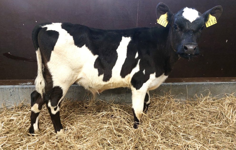 Bolli frá Miðskógi í Miðdölum, sonur Rakelar 872 og Keilis 20031.