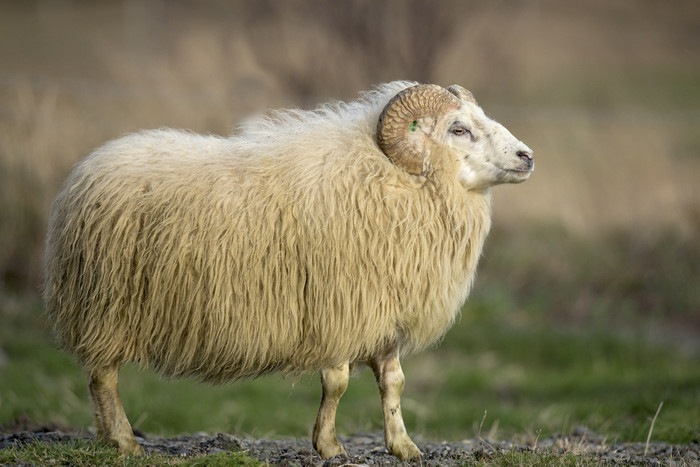 Börkur 13-952 frá Efri-Fitjum