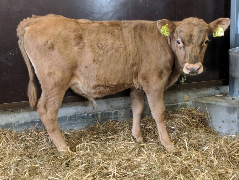 Brandur frá Glitstöðum í Norðurárdal - undan Lúðri 10067 og og Sóleyju 505