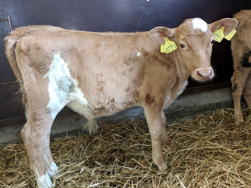 Breki frá Kotlaugum í Hrunamannahreppi