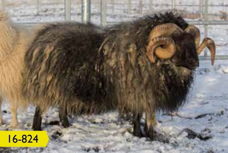 Kynbótamat fyrir mjólkurlagni uppfært