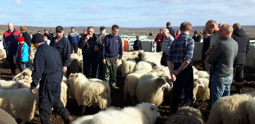 Útsending haustbóka 2017 og vinna við kynbótamat fyrir frjósemi