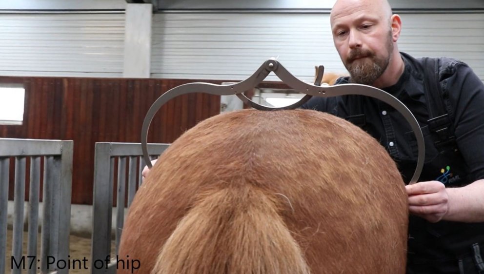 Mælingar hrossa - Myndband