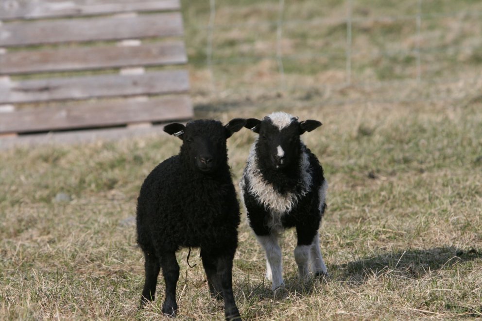 Viðvera á skrifstofu RML á Blönduósi