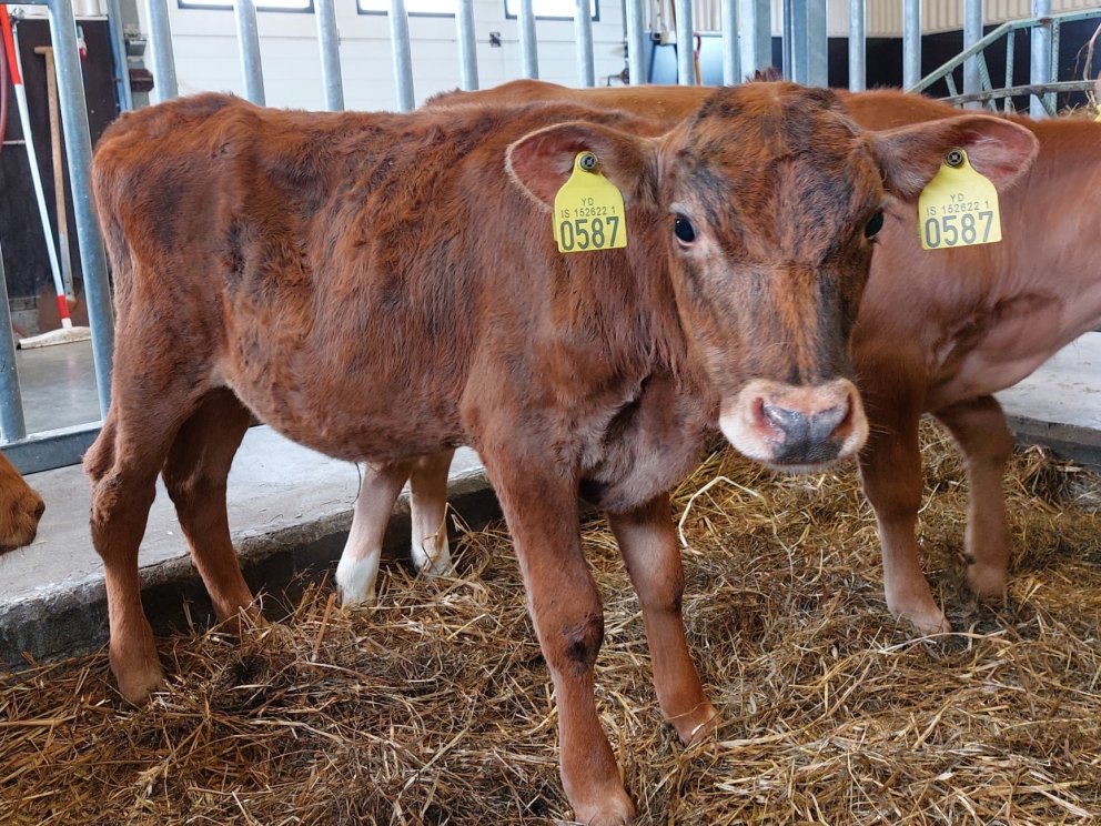 Dælir frá Gullbrekku í Eyjafjarðarsveit, undan Jörfa 13011 og Dælu 474, dóttur Bamba 08049.