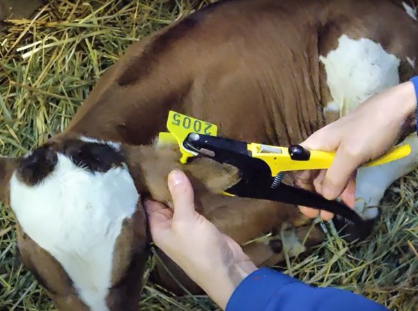 Fréttir af DNA-sýnatöku úr kvígum