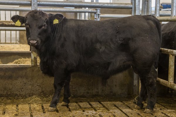 Draumur er orðinn 374 kg og hefur þyngst um 1742 g/dag.