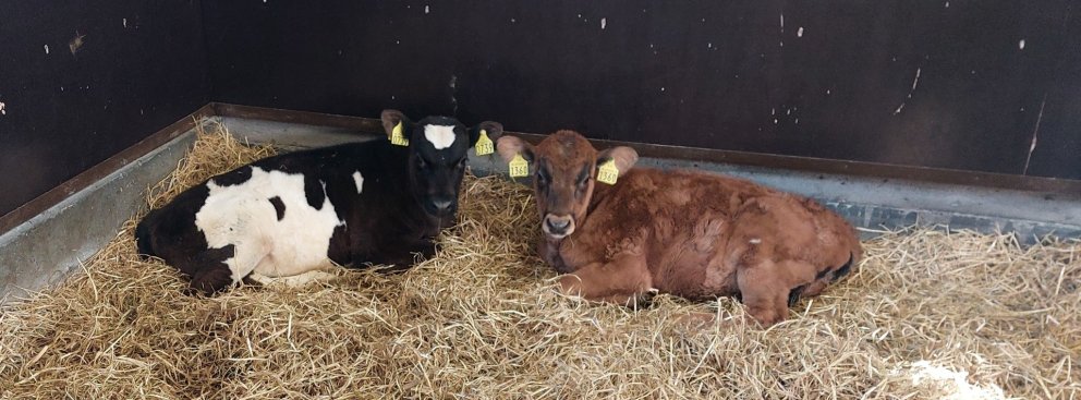 Draupnir frá Fagurhlíð í Landbroti, undan Marmara 20011 og Dimmalimm 625 og Stjóri frá Dæli í Fnjósk…