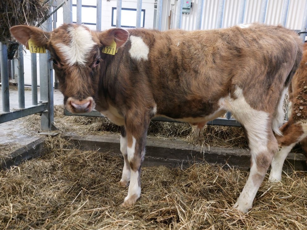 Drungi frá Neðri-Þverá í Fljótshlíð, undan kú 1065 og Mikka 15043. Mynd frá Nautastöð BÍ.