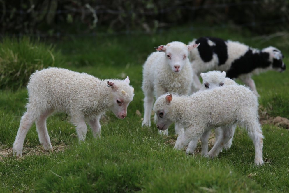 Riðuflögg uppfærð í Fjárvís