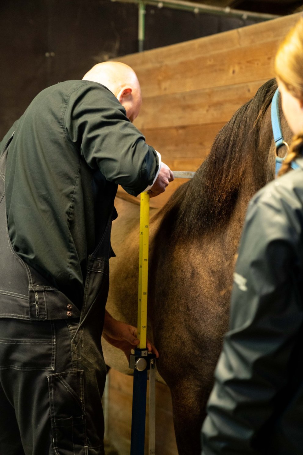 Mælingar kynbótahrossa