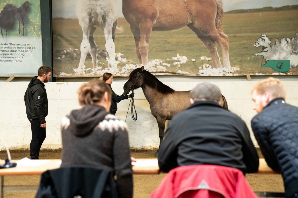 Röð hrossa á miðsumarssýningu á Gaddstaðaflötum 15.-19. júlí