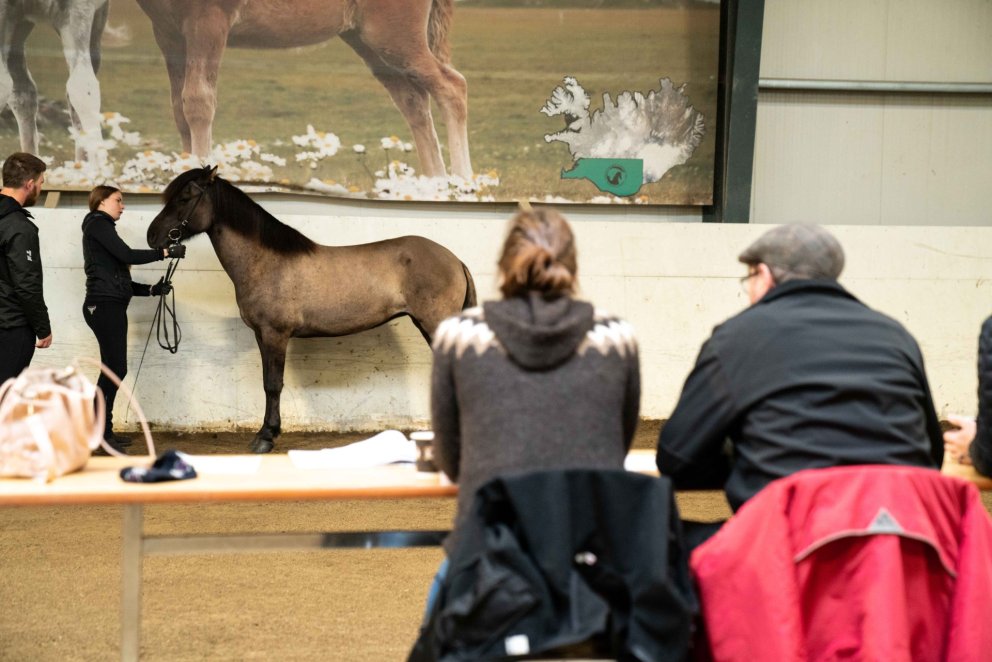Skráningar á miðsumarssýningar 2024