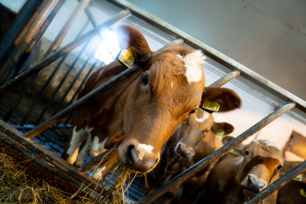 Fjárfestingastuðningur í nautgriparækt - opið fyrir umsóknir til 31. mars