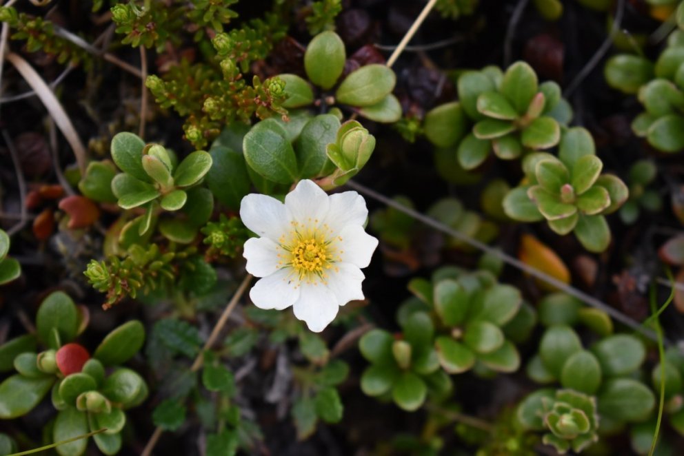 Vegna umsókna um atvinnuleysisbætur í skertu starfshlutfalli