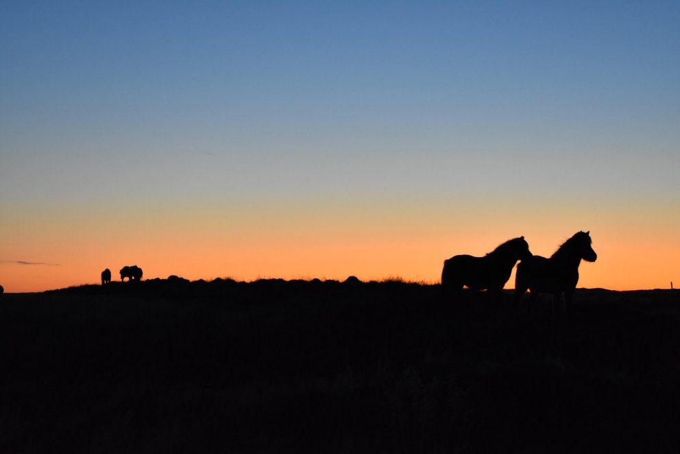Miðsumarssýning Hellu 12.-16. júlí