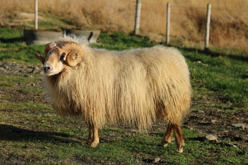 Niðurstöður afkvæmarannsókna í sauðfjárrækt