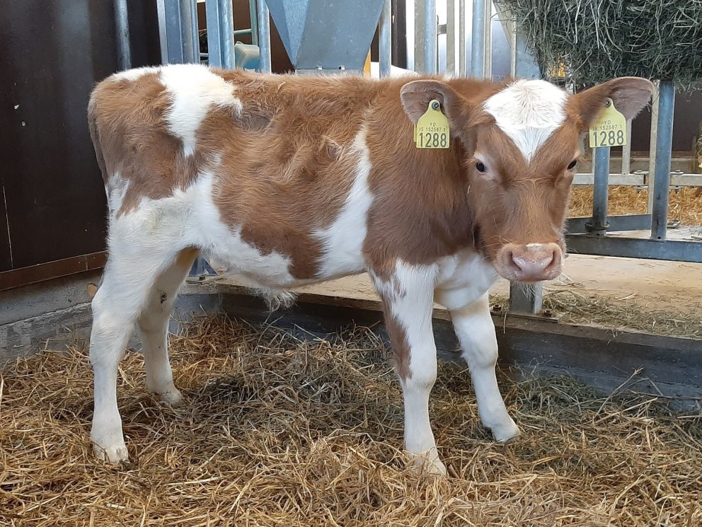 Einir frá Espihóli í Eyjafjarðarsveit, undan Jörfa 13011 og kú nr. 1160.