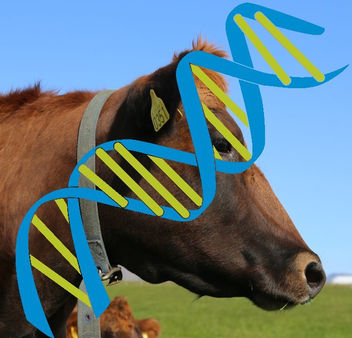 Sýnataka vegna erfðamengisúrvals í gangi