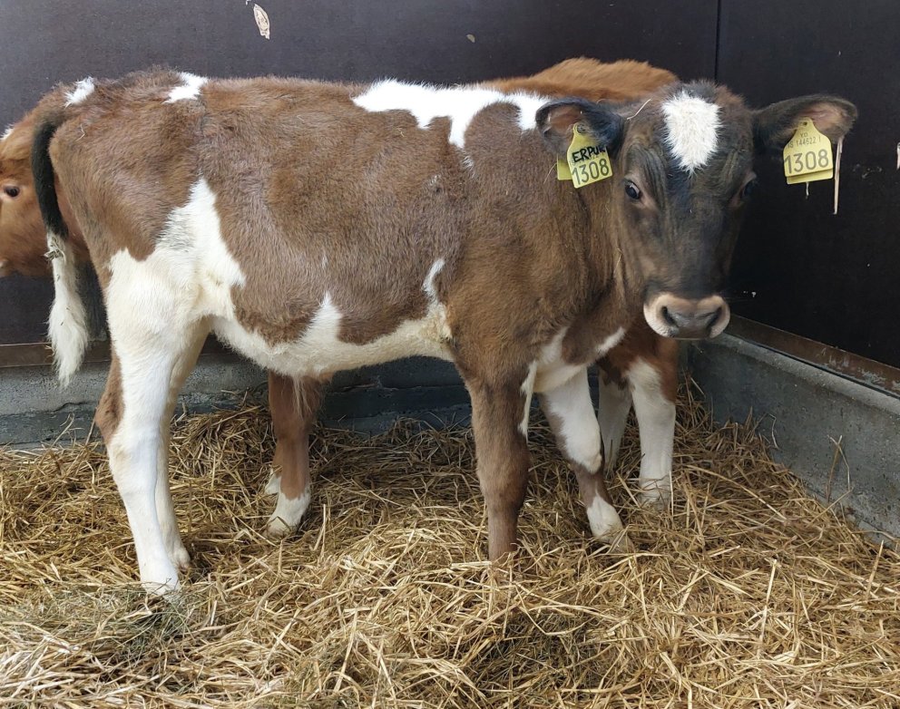 Erpur frá Litlu-Ásgeirsá í Víðidal, sonur Nafna 19009 Erpu 231. Mynd frá Nautastöðinni á Hesti.