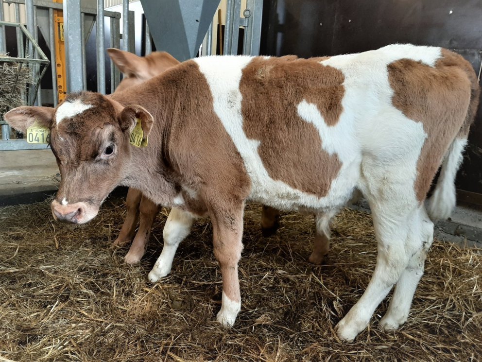 Faðmur frá Villingadal í Eyjafirði, undan Hálfmána 13022 og Klukku 352