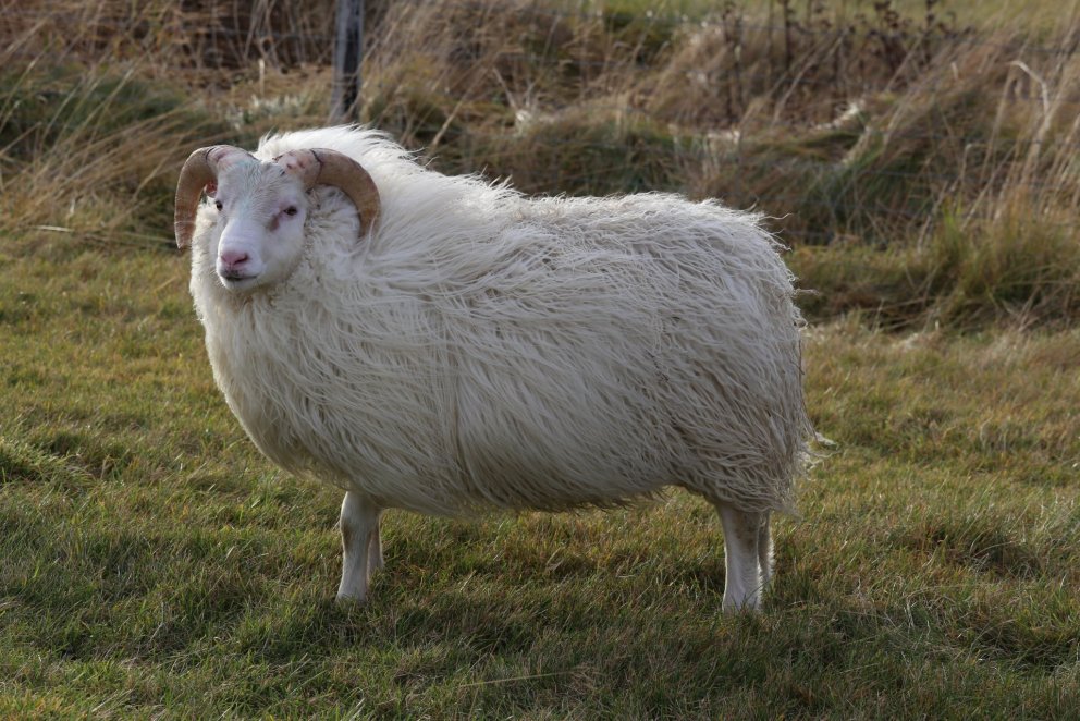 Fannar 23-925 frá Svínafelli