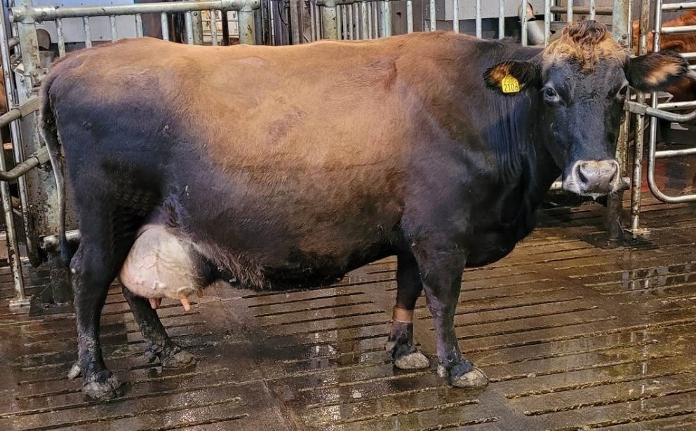 Fata 2106, dóttir Sjarma 12090 og Þrumu 742, Gunnbjarnarholti, nythæsta kýr nýliðins árs, 2022. Mynd…