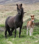 Yfirlitssýning Borgarnes - hollaröðun