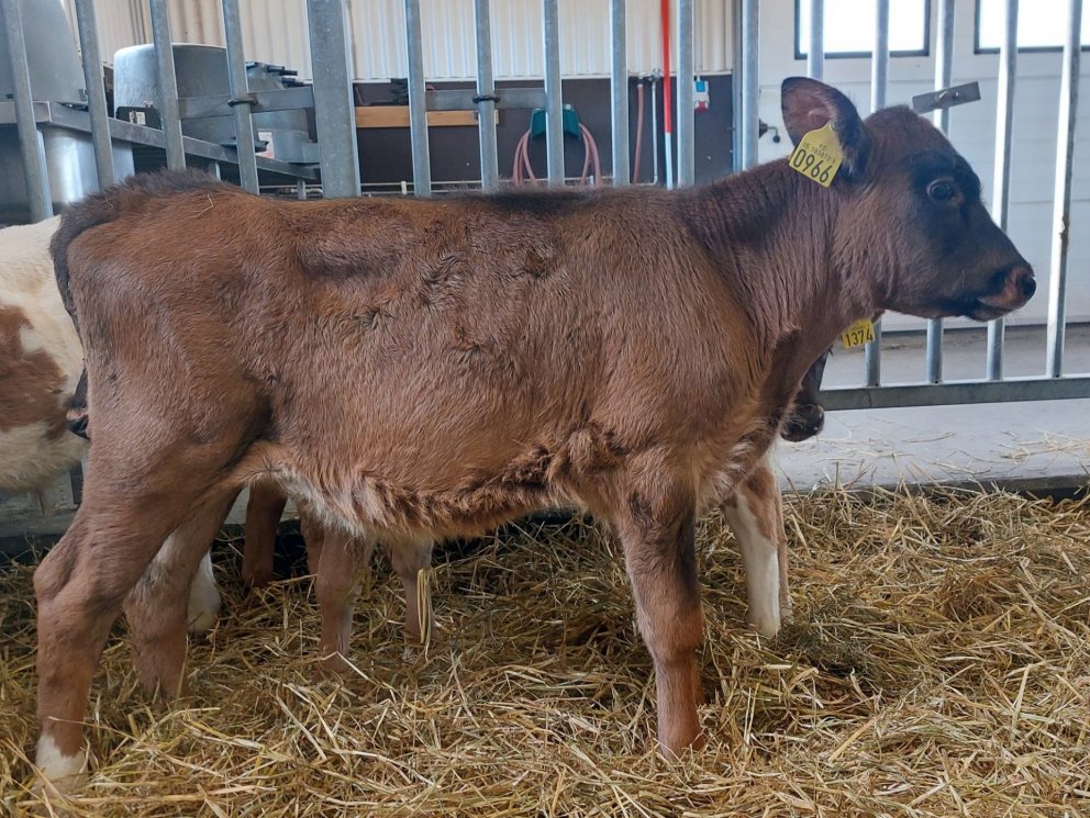 Flosi frá Hólmum í Austur-Landeyjum, sonur Knattar 16006 og Bjarkareyjar 844.