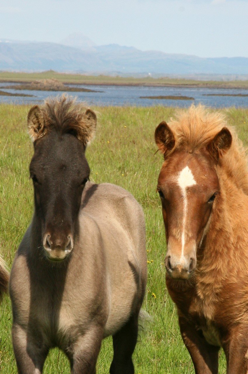 Örmerkingar - munið að skila inn fyrir 1. mars