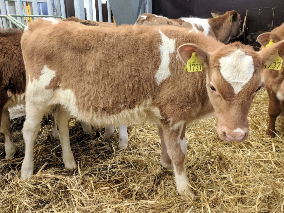 Fölvi frá Birtingaholti 4, undan Gými 11007 og Brá 1272, Framadóttur