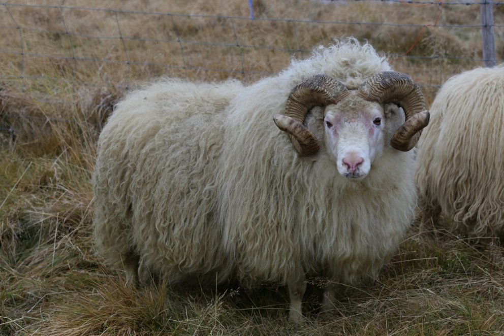 Fróði frá Bjargi 18-236