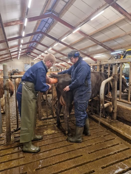 Jónmundur Magnús, frjótæknir, mundar pípuna og Björn Ingi, fjósameistari, heldur í halann við sæðing…