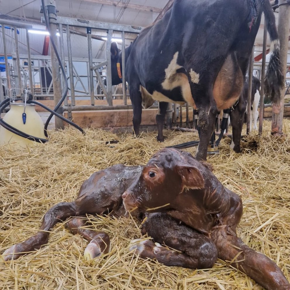 Fyrsti kálfurinn af kyngreindu sæði á Íslandi (Mynd: Hvanneyrarbúið)