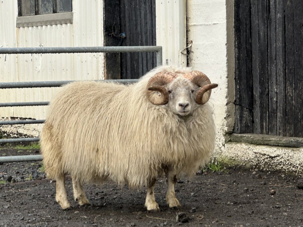 Sauðfjársæðingar og skráningar