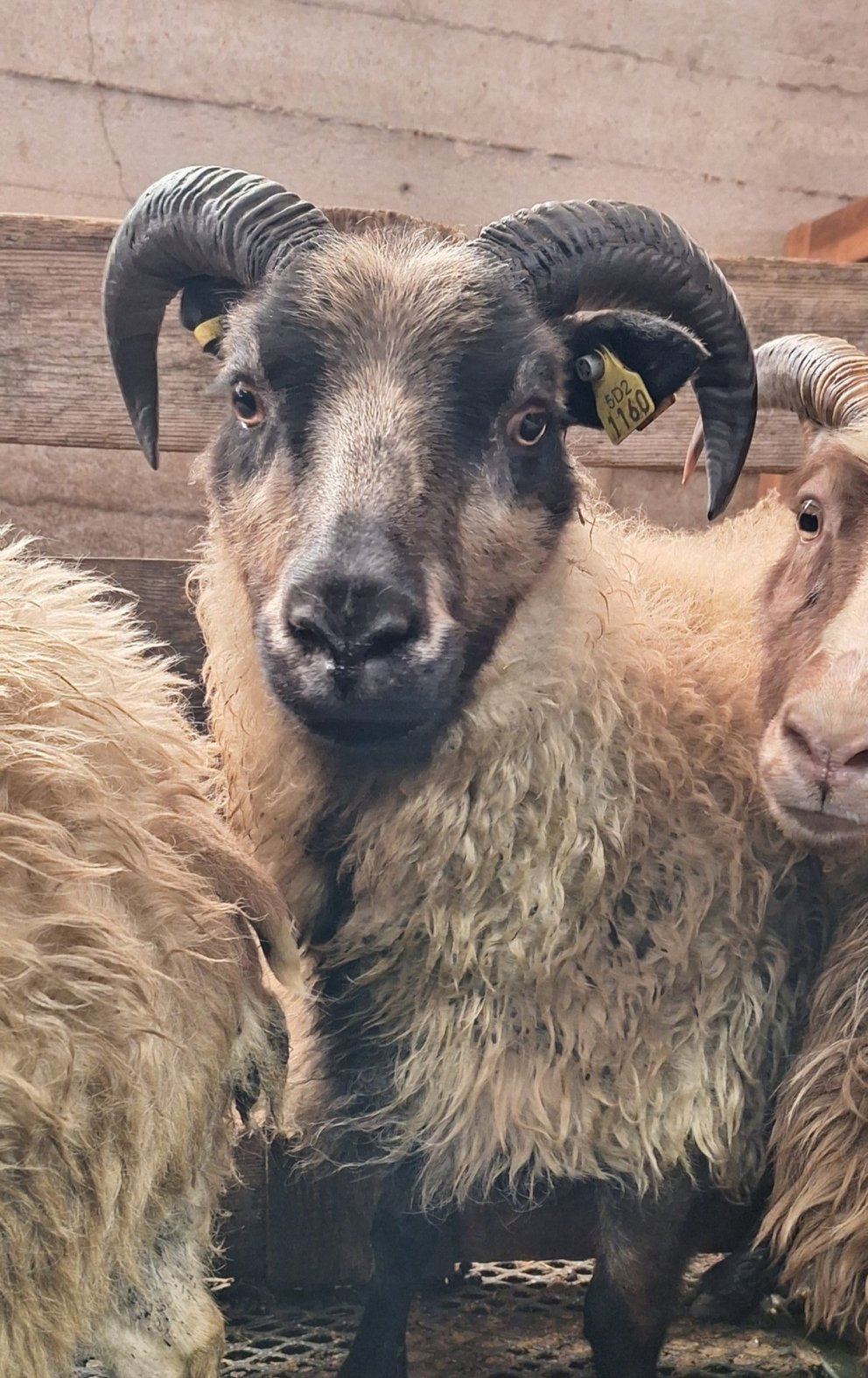 Enn fjölgar „ARR bæjum“