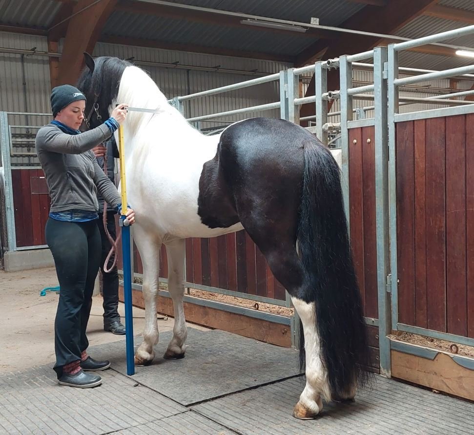 Hrossamælingar / WorldFengur – Tímamót