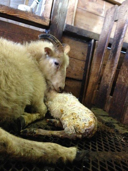 Sauðburður að hefjast