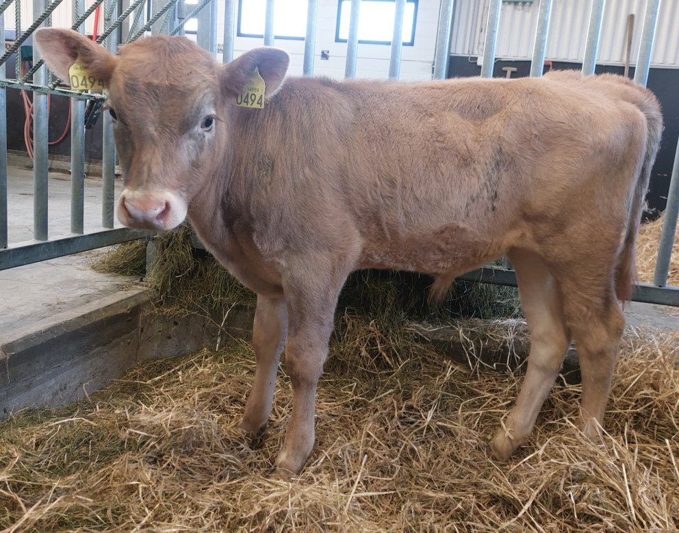 Gilli frá Þorgautsstöðum í Hvítársíðu, undan Ægi 22010 og Gilitrutt 402. Mynd frá Nautastöðinni á He…