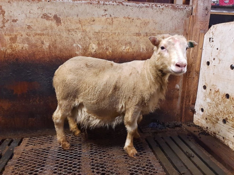 Fyrsti hrútur landsins sem greinist með ARR arfgerðina. Gimsteinn 21-001 frá Þernunesi