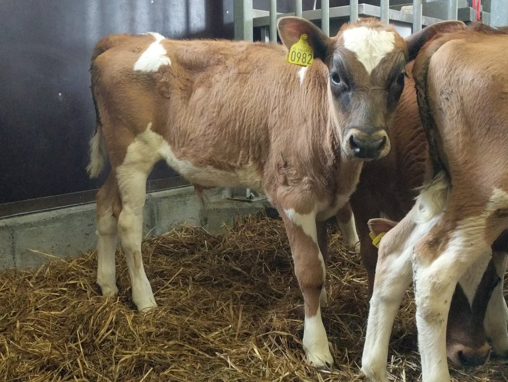 Glennir frá Reykjum á Skeiðum - faðir Gýmir 11007 og móðir Glenna 768.