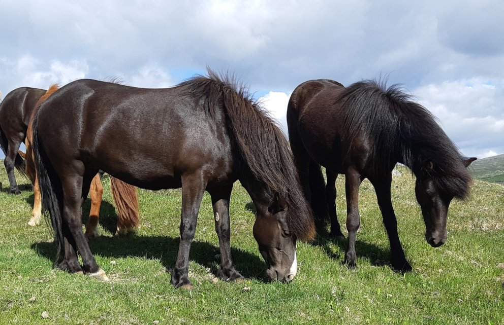 Röðun hrossa á kynbótasýningum á Suðurlandi vikuna 18. til 21. júní hefur verið birt