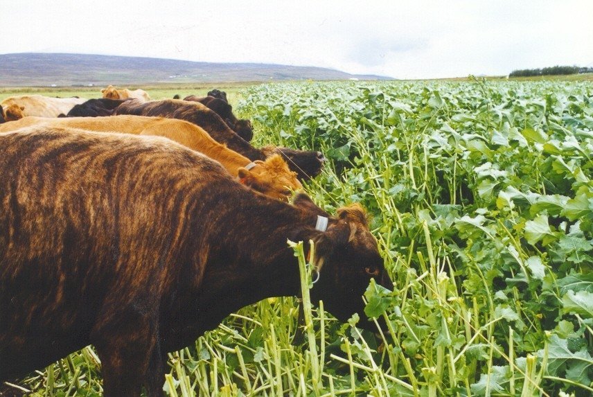 Auglýst eftir þátttakendum í rekstrarverkefni kúabænda