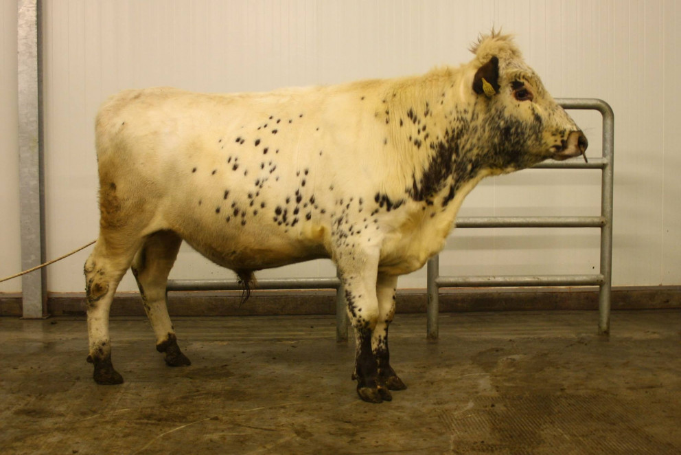 Grani 15-030 frá Syðri-Gróf