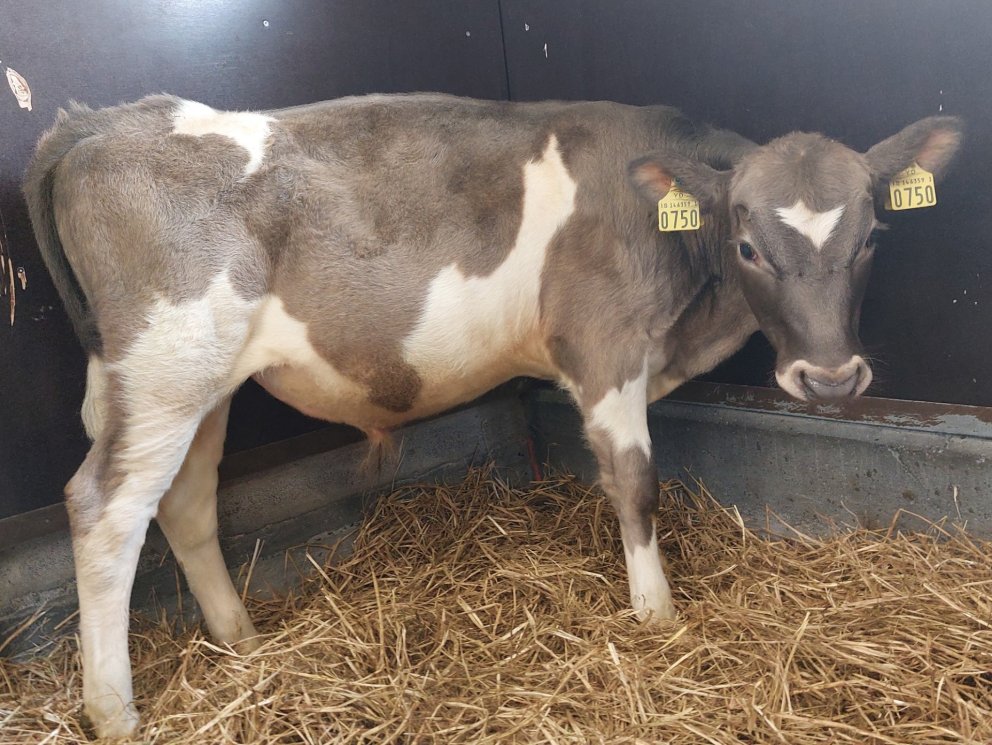 Gráni frá Þorleifsstöðum í Blönduhlíð, undan Tanna 15065 og Gránu 592.