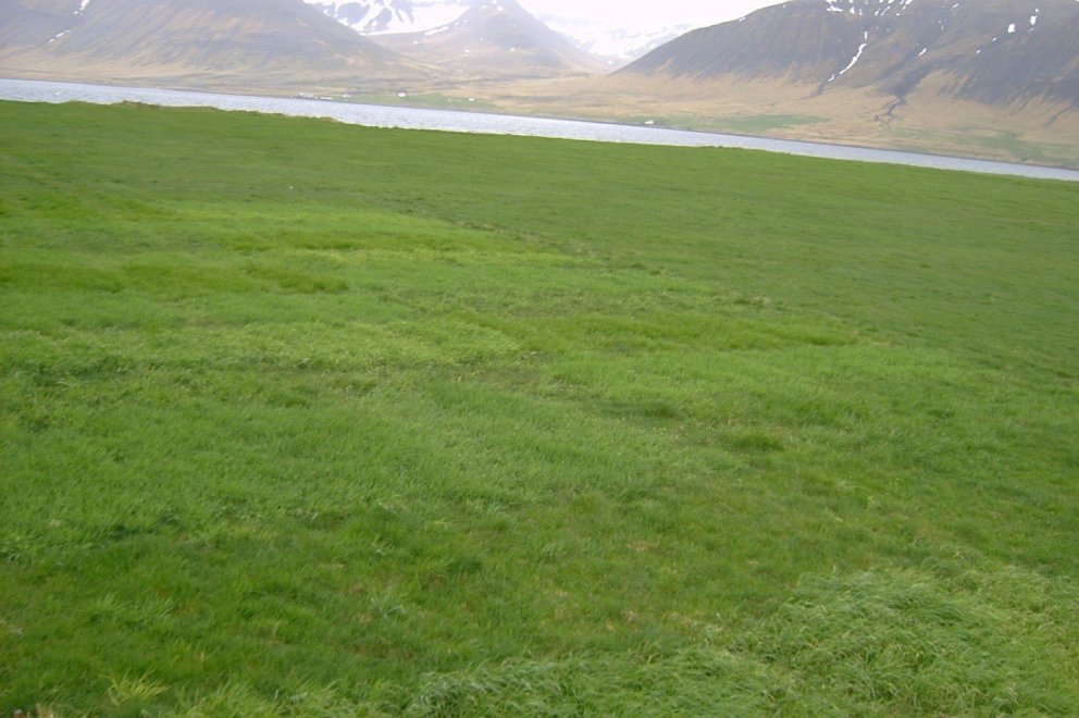 Verð og framboð á sáðvöru 2019