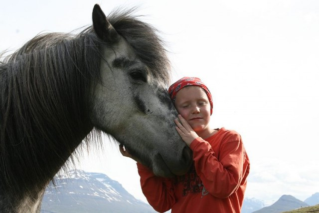 Síðasti skráningardagur á kynbótasýningar á Akureyri og Stekkhólma